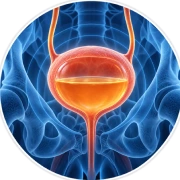 Male Vitality