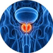 Prostate Support