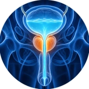 Urinary Comfort